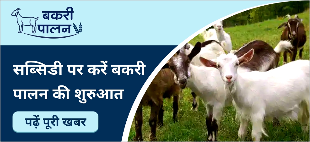 Get a loan on a huge subsidy from bank for goat farming