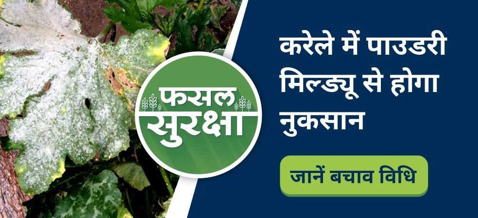 Management of powdery mildew disease in bitter gourd crop