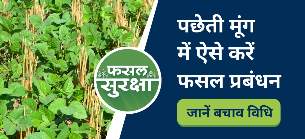 Necessary recommendations to be done in 25-30 days in late moong crop