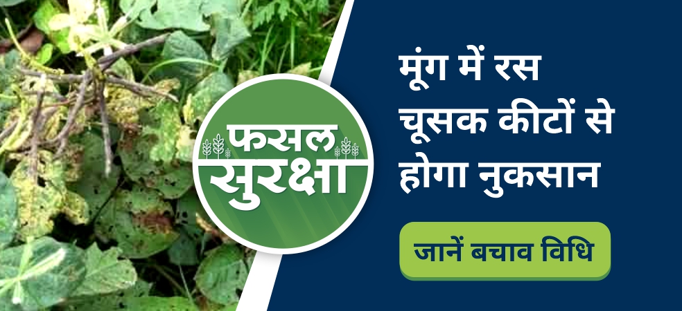 Major sucking pests that damage moong crop