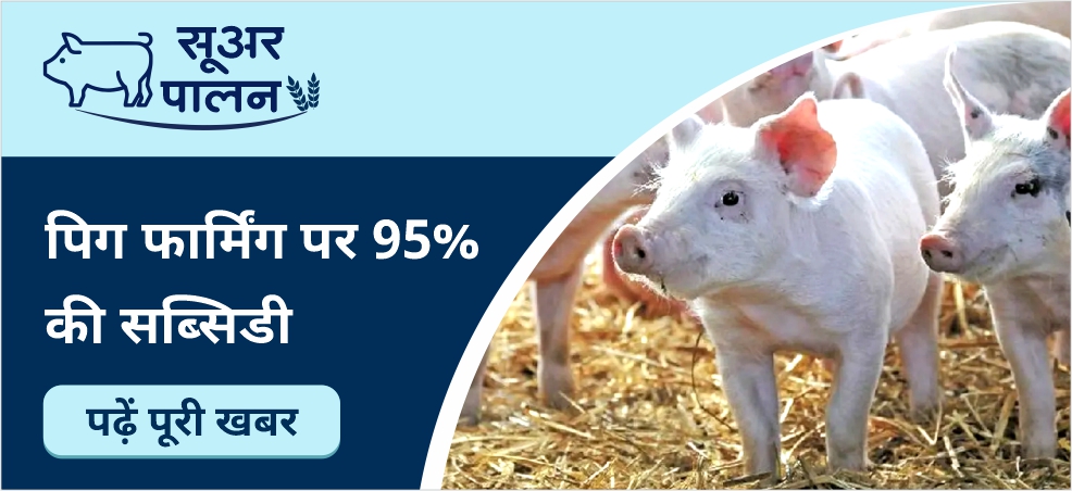 The government is giving a 95% subsidy for pig farming