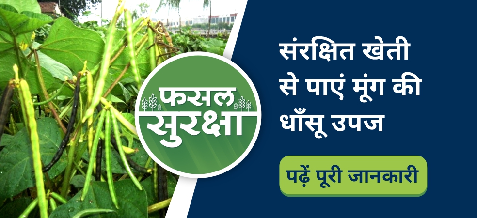 Avoid damage to green gram crop by adopting protected farming