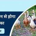 Duck farming will have more profit at less cost