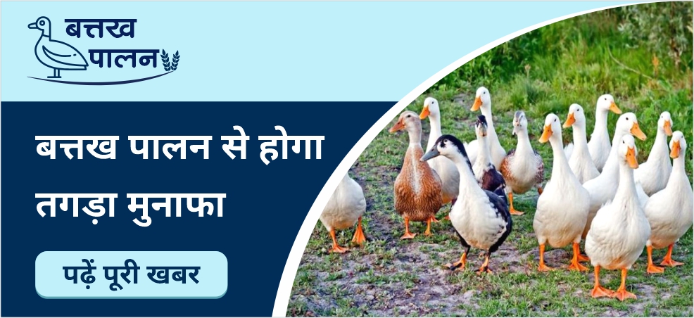 Duck farming will have more profit at less cost