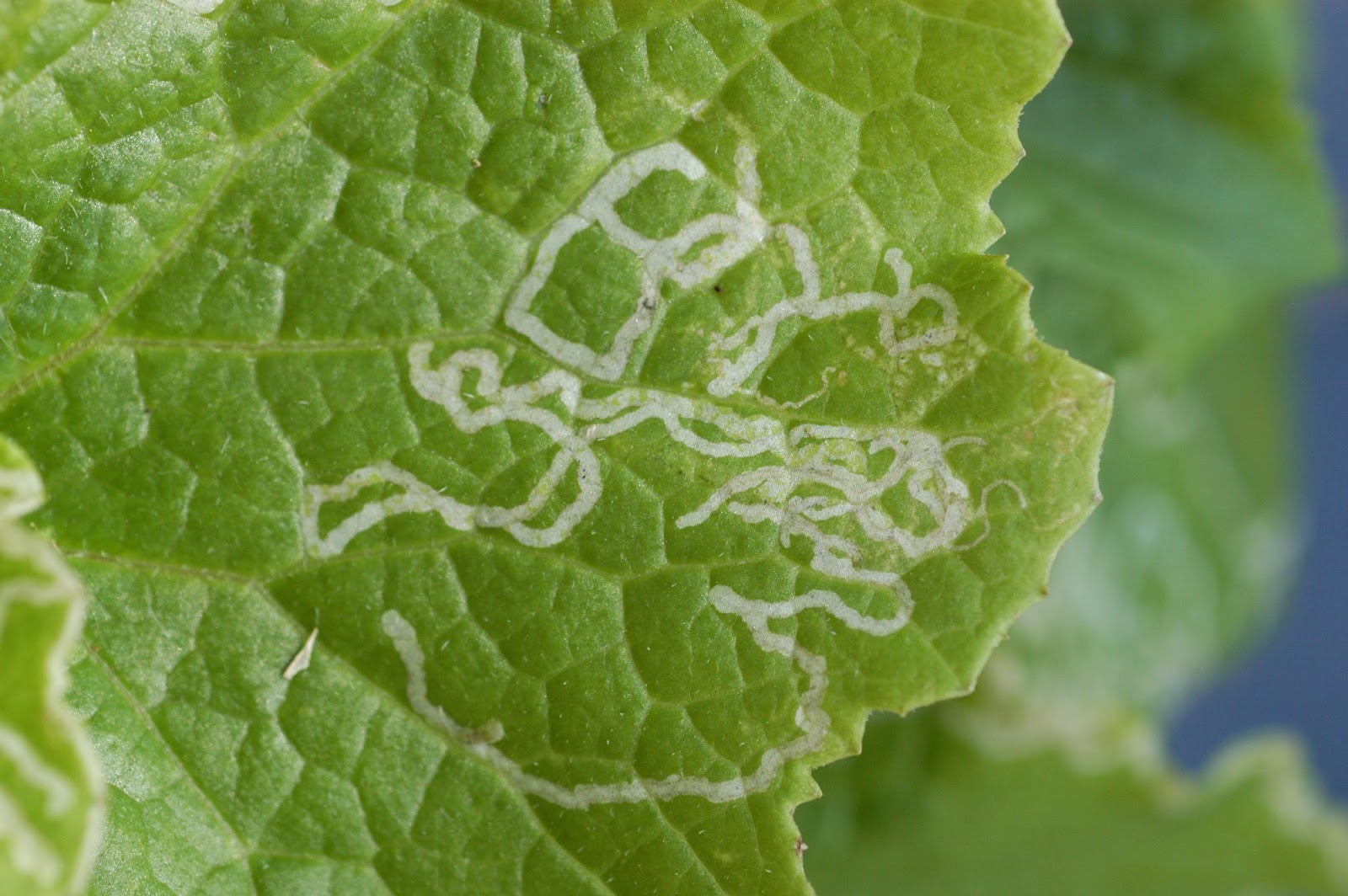 Control of leaf minor pest in bitter gourd crop