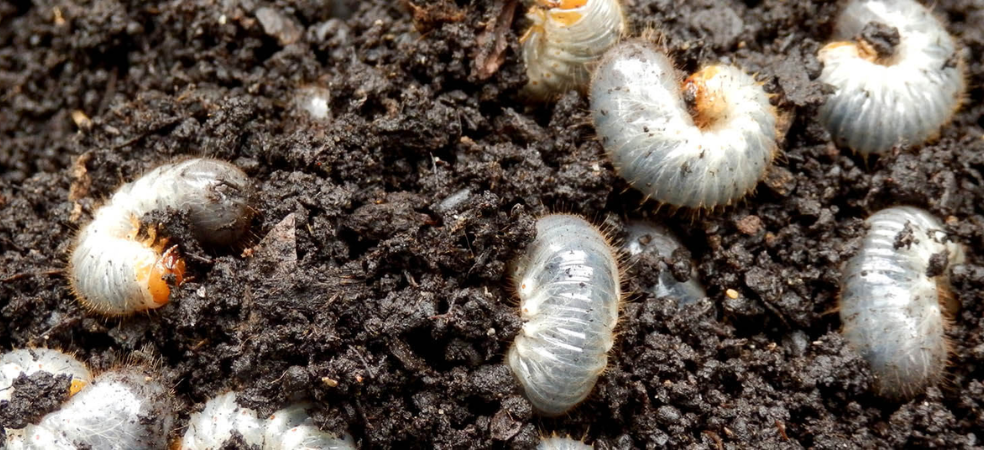 Destroy the eggs of white grub in the summer season like this