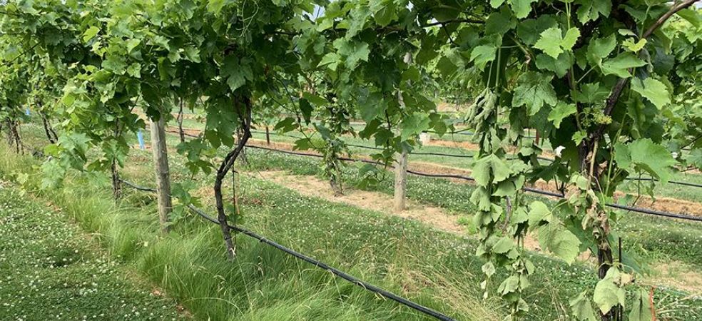 Importance of shade house for vine crops