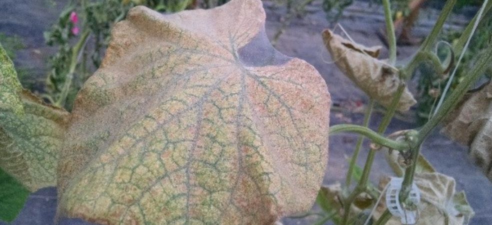 Mites infestation in cucurbitaceous crops