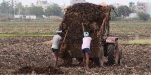 Do these agricultural work in empty fields in summer