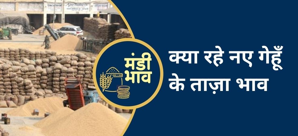 Ratlam Mandi wheat Rate,