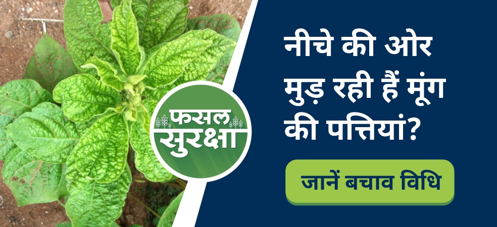 Are the leaves of your moong crop shrinking