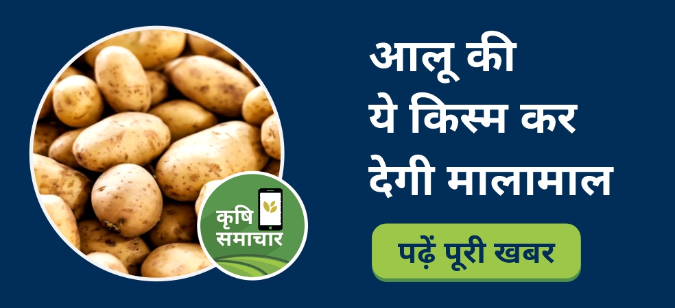 special potato of Indore