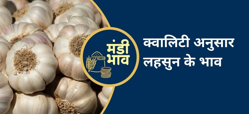 garlic mandi rate