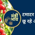 Tomato mandi rates,