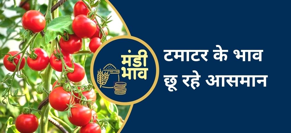 Tomato mandi rates,