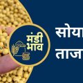 Soybean Mandi Rates,