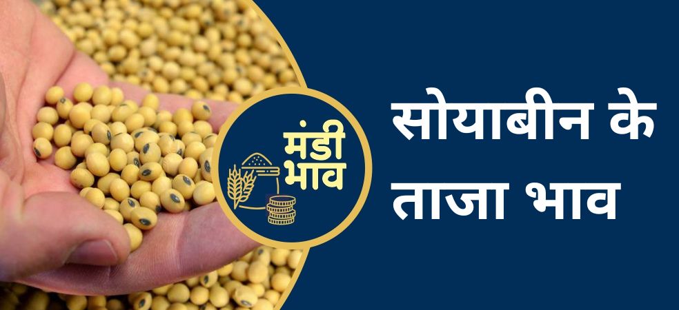 Soybean Mandi Rates,