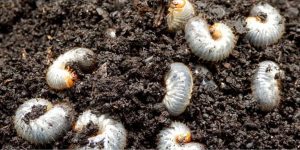 White grub pest outbreak in crops