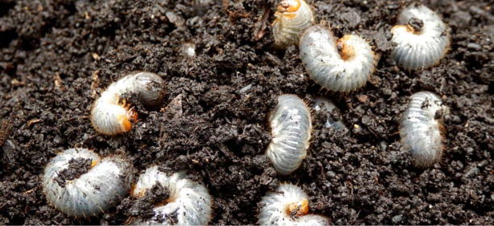 White grub pest outbreak in crops