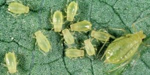 Identification and control measures of aphids in cotton crops