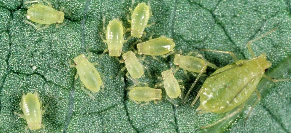 Identification and control measures of aphids in cotton crops