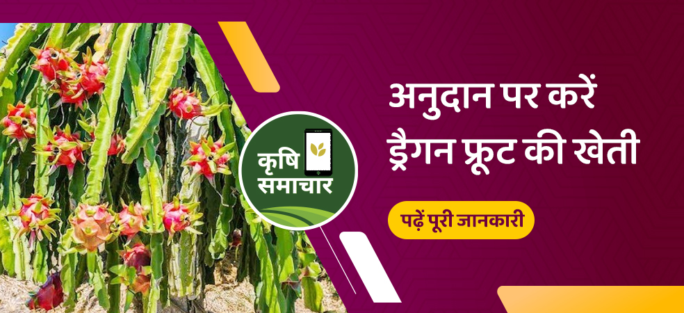 Get a grant of Rs 1 lakh 20 thousand for the cultivation of dragon fruit