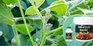 Necessary spraying for proper growth and flowering in soybean