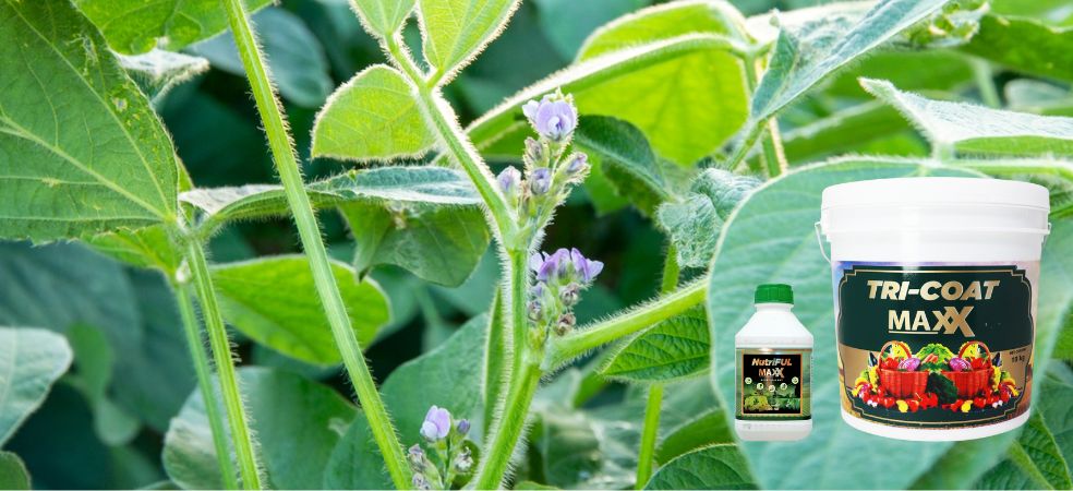 Necessary spraying for proper growth and flowering in soybean