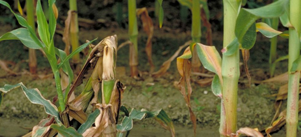 The problem and prevention of bacterial stalk rot in maize crops