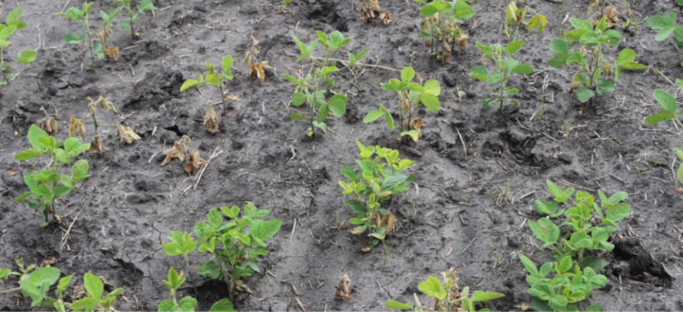 Root rot problem and preventive measures due to excessive water logging in soybean crops