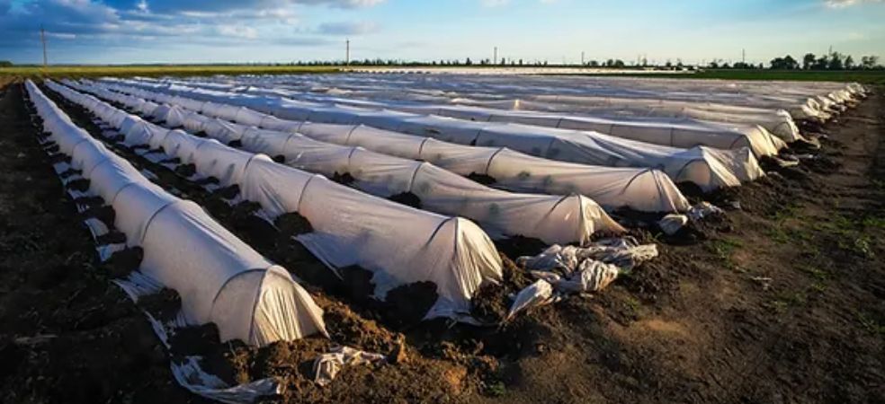 Learn easy techniques to build a greenhouse at a low cost