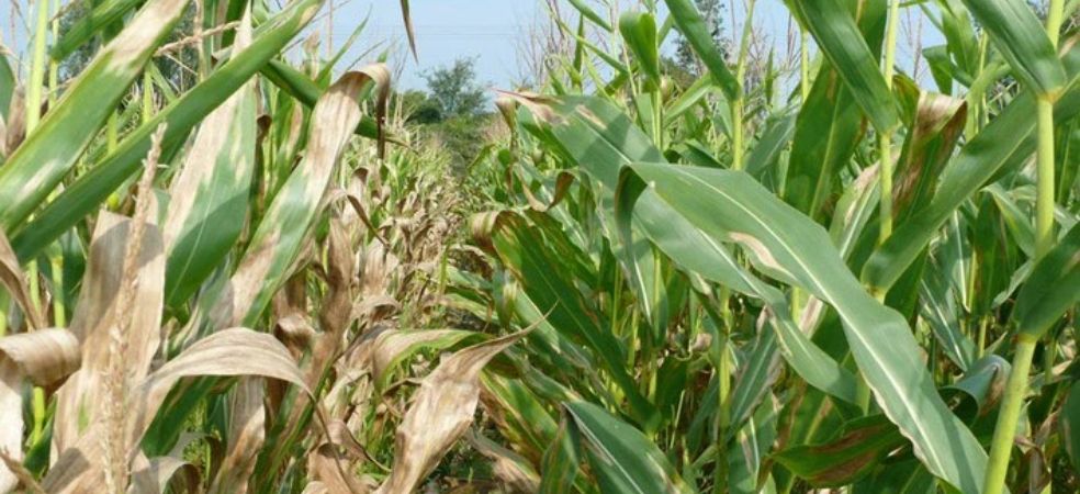 Leaf blight problem and prevention measures in maize crop