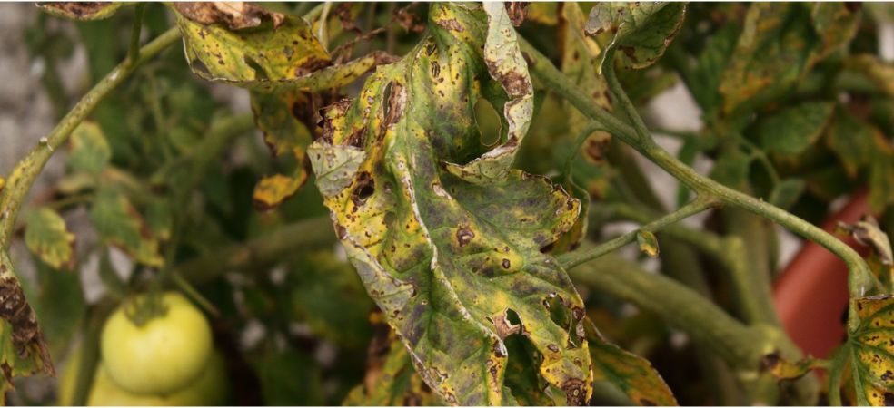 Problem and control of Septoria leaf spot in tomato crop