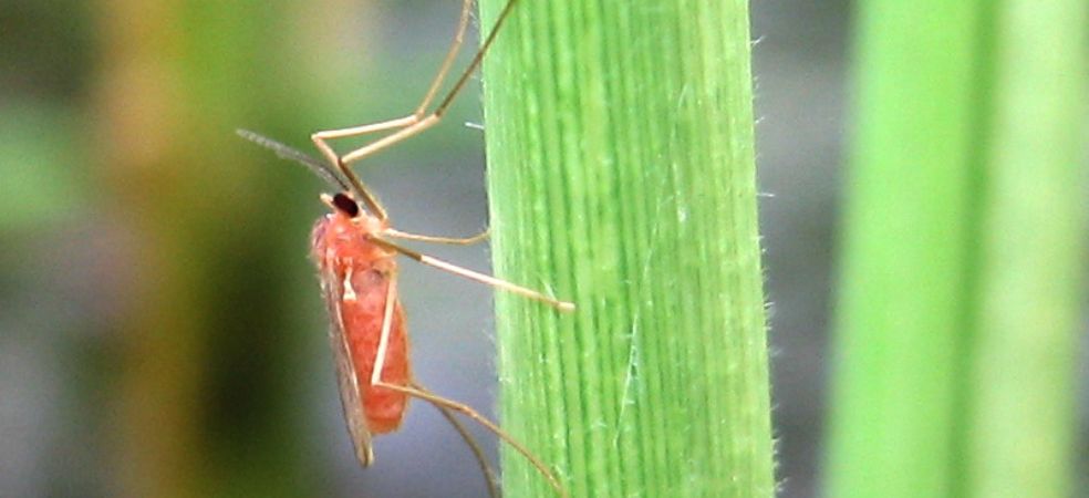 Symptoms and control measures of Gall midge in paddy crop