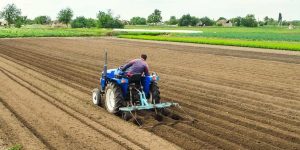 Field preparation for garlic cultivation