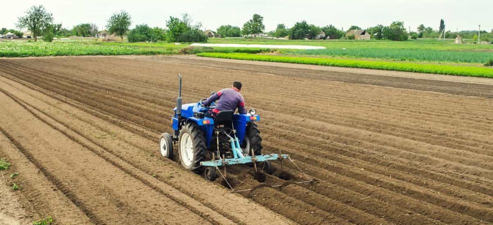 Field preparation for garlic cultivation