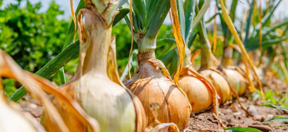 Nutritional management for the growth of late Kharif onions