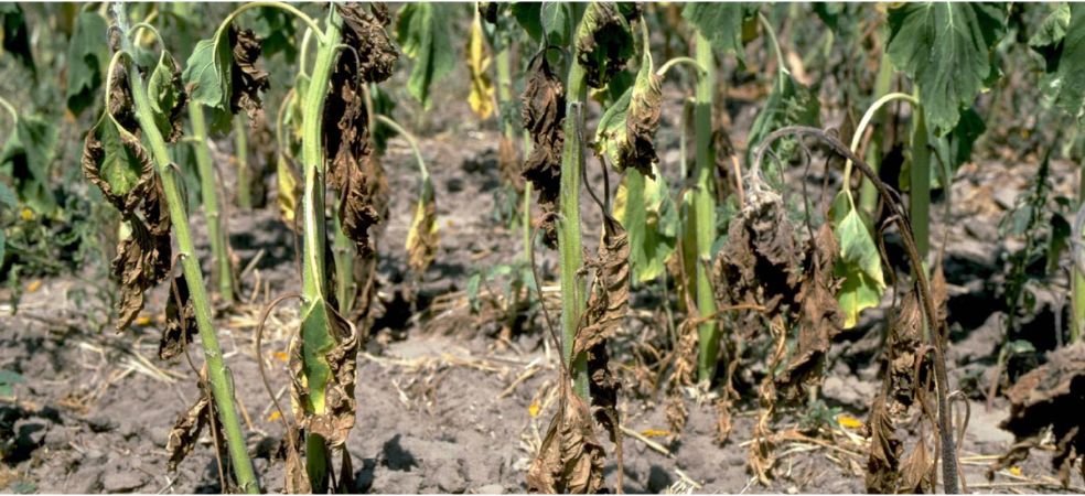 Fusarium wilt disease