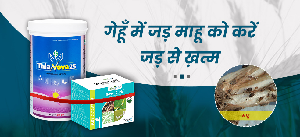 Get rid of root aphid from wheat crop in just ₹500