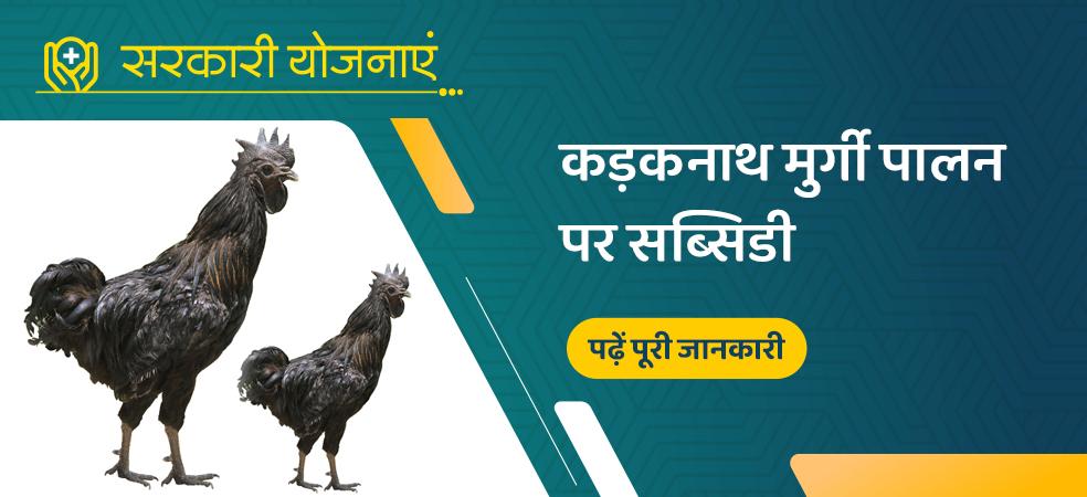 Kadaknath poultry farming