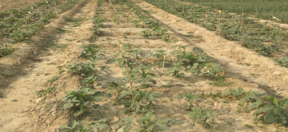 Nutrient management for okra