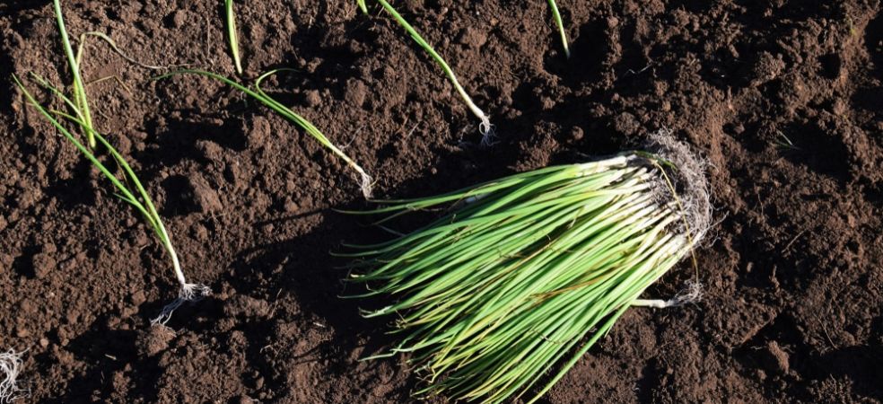 onion seedlings