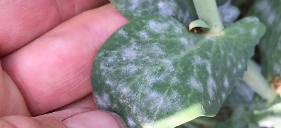 Powdery mildew problem and control measures in pea crop