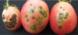 Symptoms and control measures of bacterial spot disease in tomato crops!