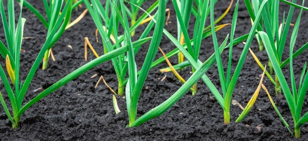 For better plant growth in garlic do this spray