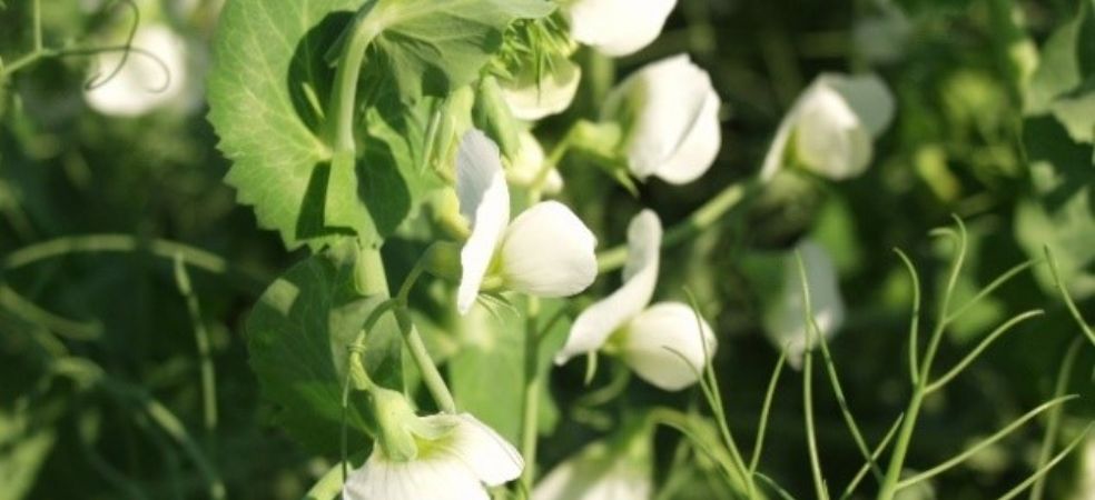 Necessary spray for more flowers and pod borer control in pea crops