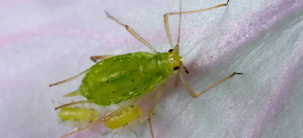 Symptoms and control measures of Aphid pest in pea crop