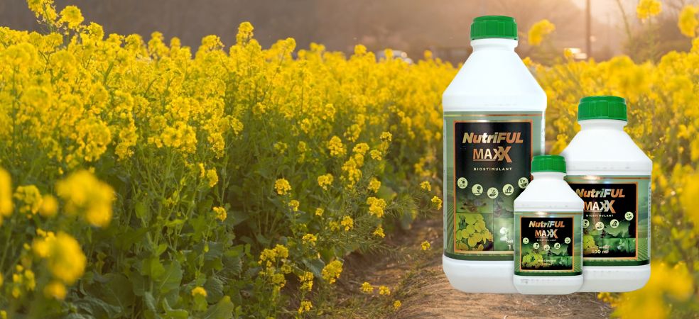 Necessary spray for more flowers and Aphids control in mustard crops!