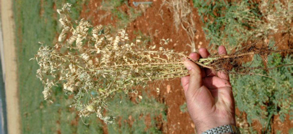 Symptoms and prevention measures of Fusarium wilt disease in gram crop