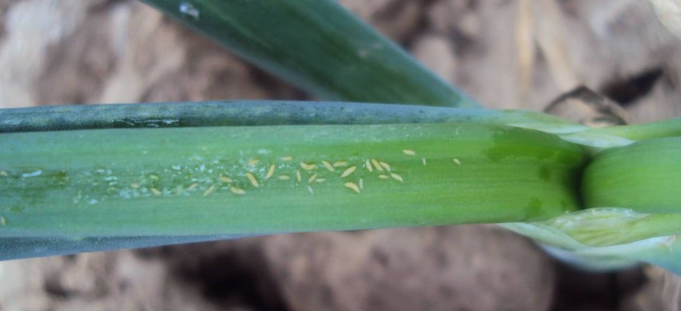 Symptoms and control measures of thrips and purple spot disease in onion crops